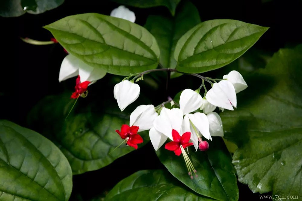 龙吐珠怎么养殖？