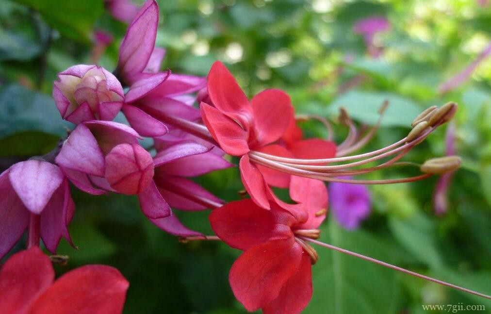 龙吐珠怎么养护？龙吐珠的养护方法