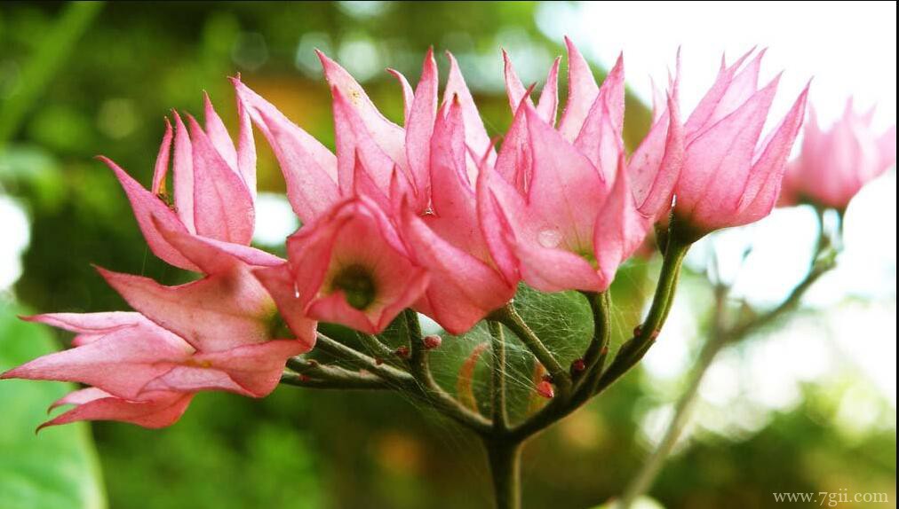 盆栽龙吐珠的养护方法