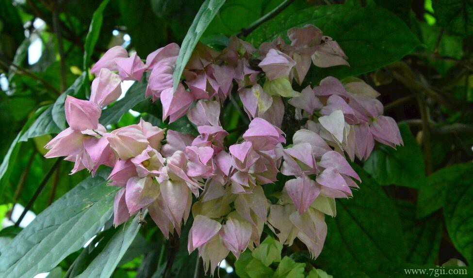 盆栽龙吐珠的养护方法