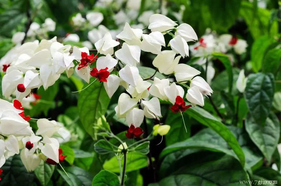 盆栽龙吐珠的养护方法