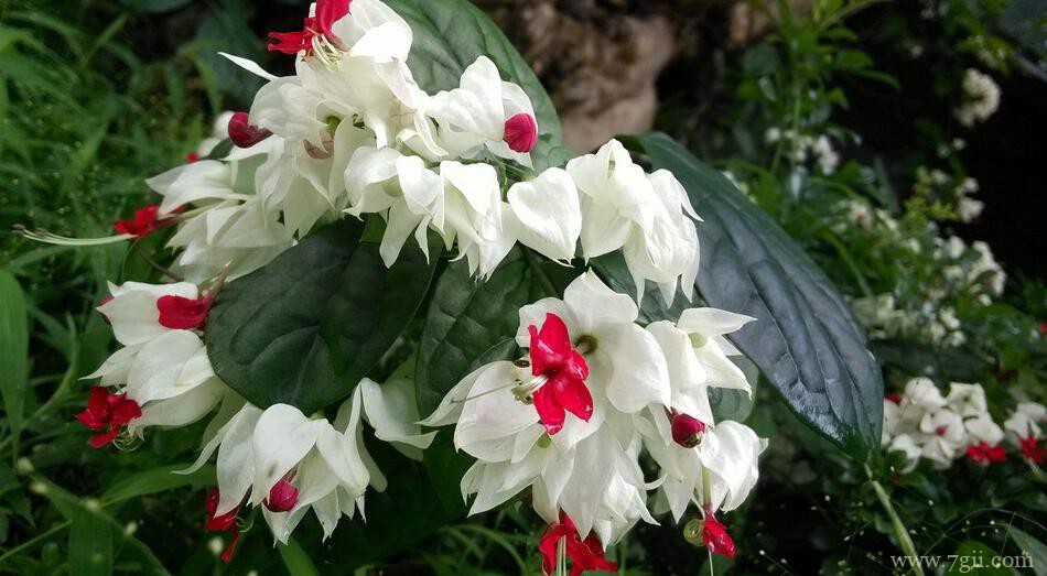 龙吐珠的栽培养护方法