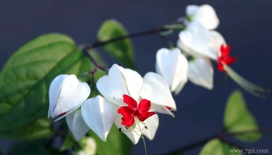 龙吐珠的栽培养护方法