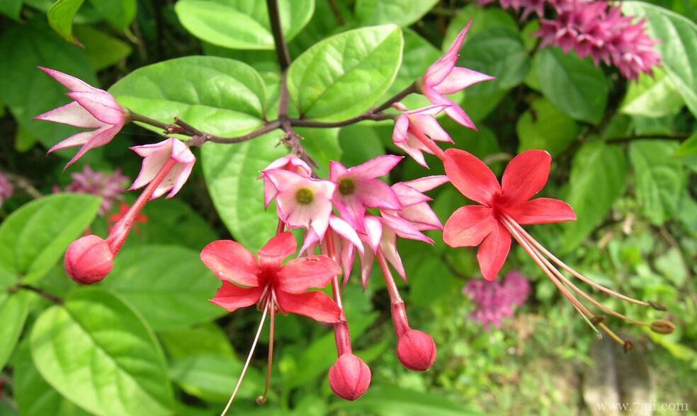 龙吐珠的栽培养护方法