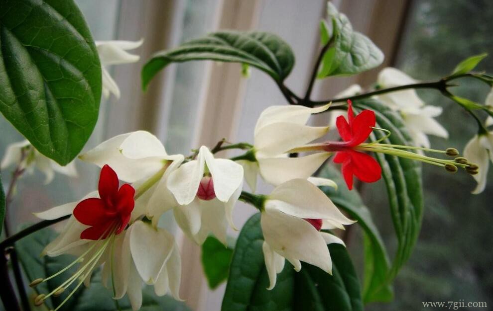 龙吐珠的开花时间？