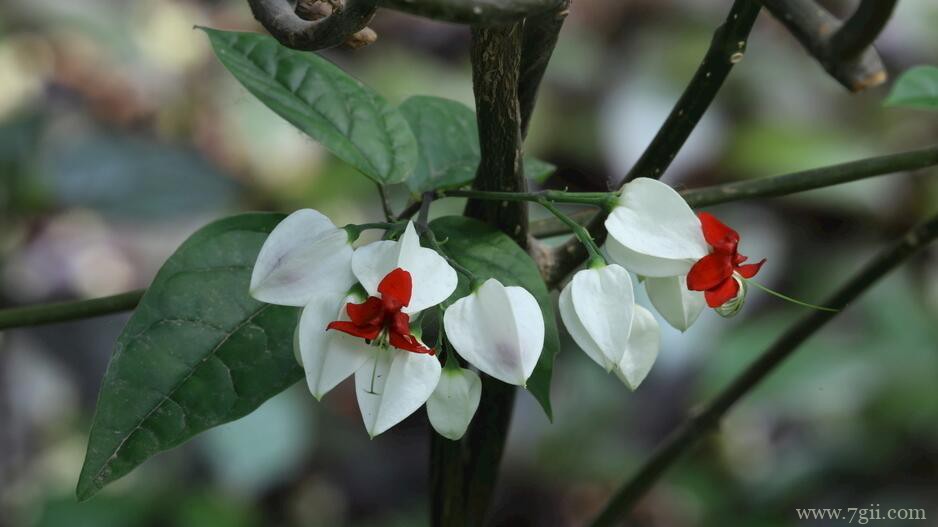 龙吐珠的开花时间？