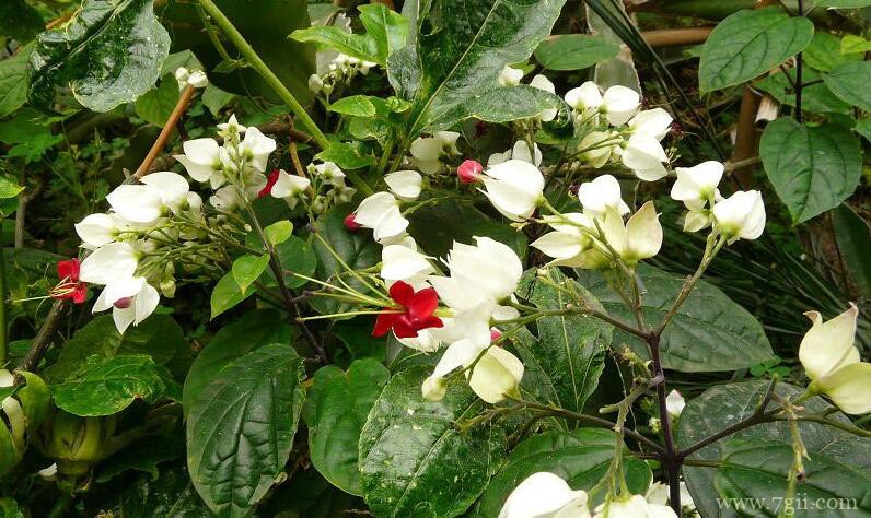 龙吐珠怎么种植？