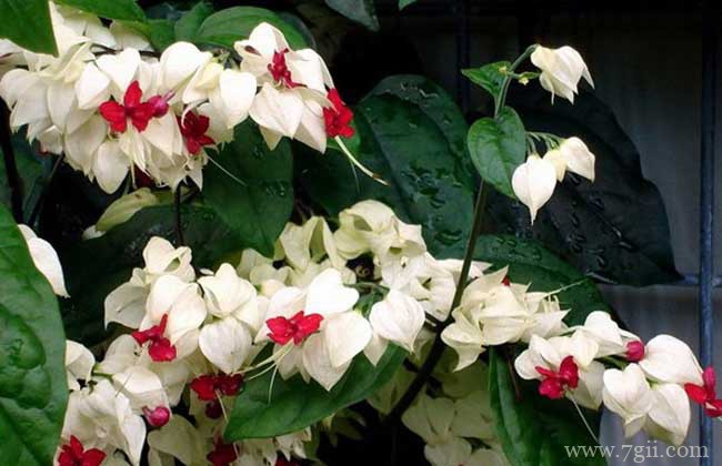 龙吐珠的修剪方法