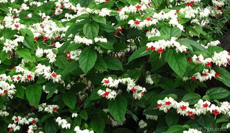 龙吐珠的修剪方法