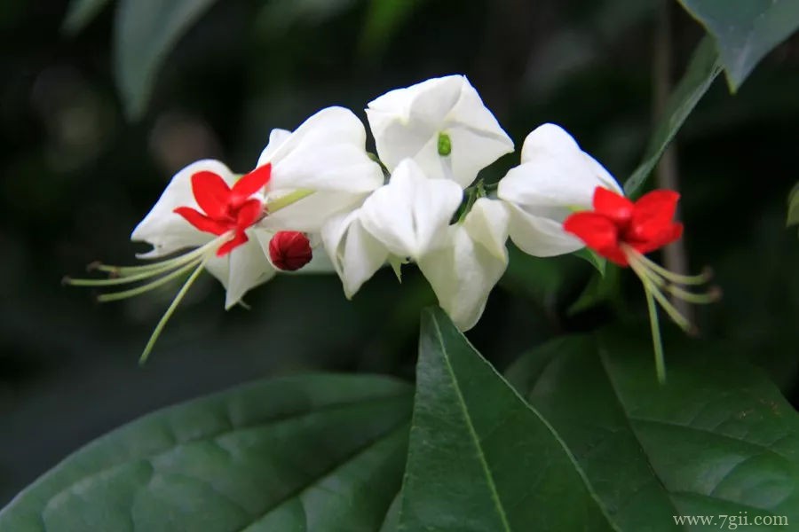 龙吐珠的种植方法