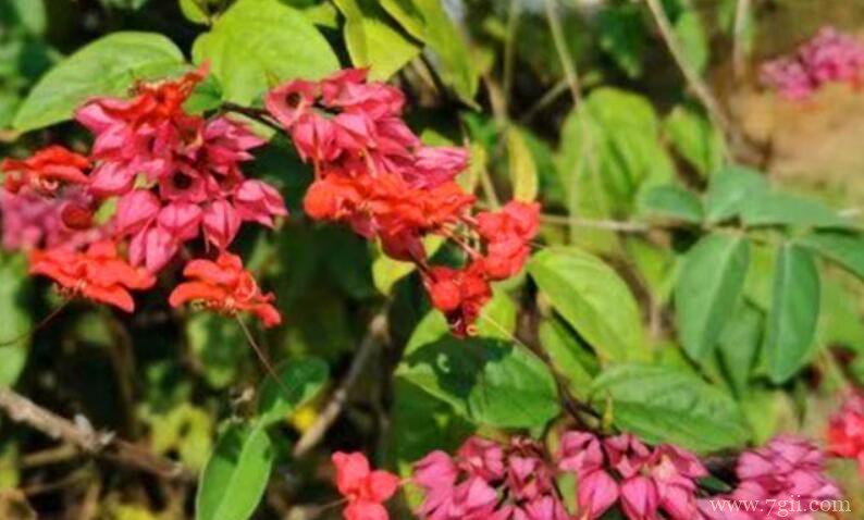 红萼龙吐珠冬季怎么养护？