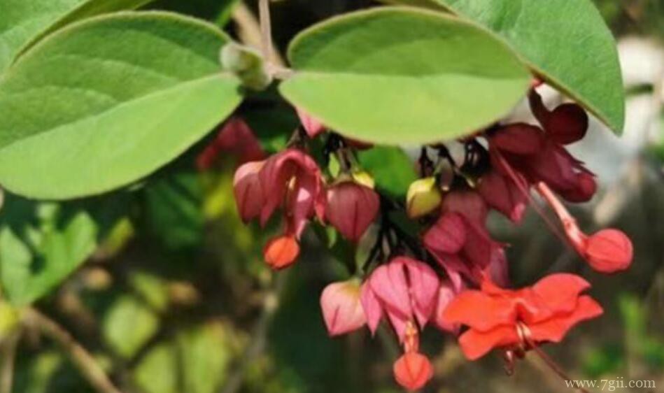 红萼龙吐珠冬季怎么养护？