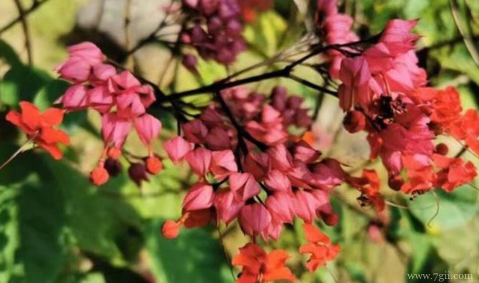 红萼龙吐珠冬季怎么养护？