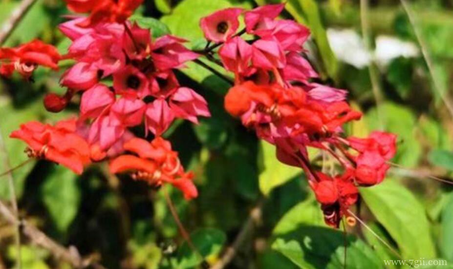 红萼龙吐珠冬季怎么养护？