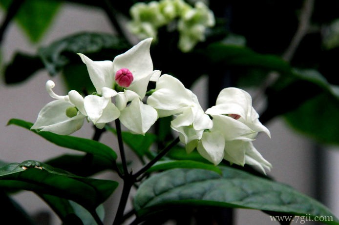 如何养殖好龙吐珠？