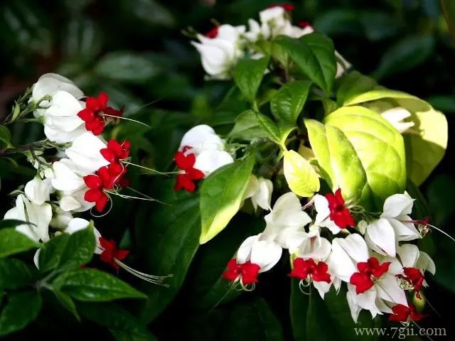 龙吐珠不开花的原因