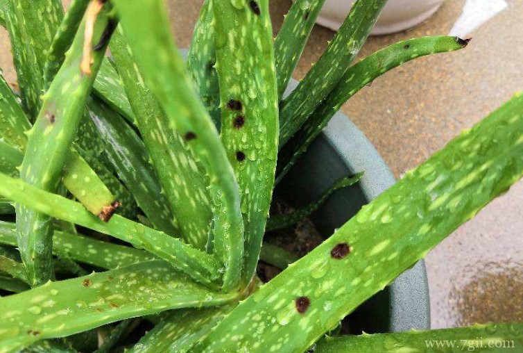 芦荟长黑斑怎么办？