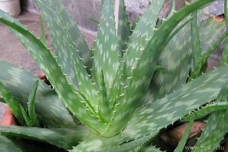 芦荟长黑斑怎么办？