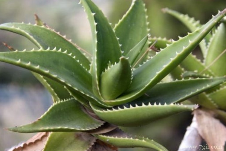 芦荟长黑斑怎么办？