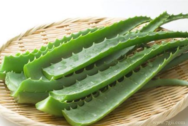 哪些品种的芦荟可以吃？