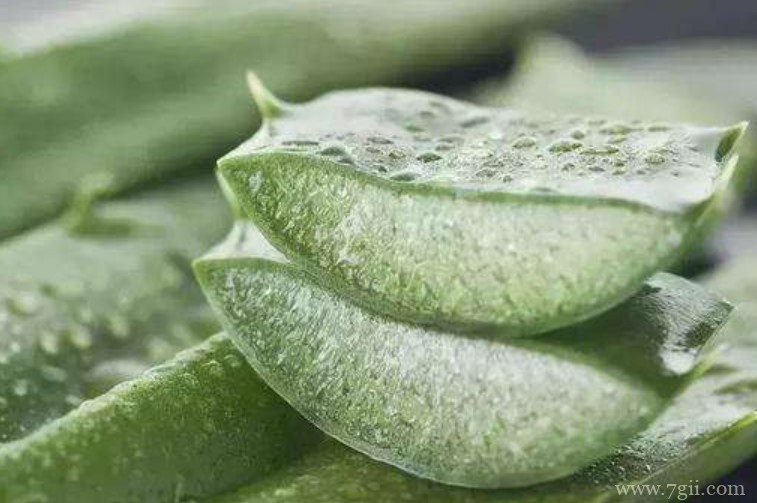 哪些品种的芦荟可以吃？