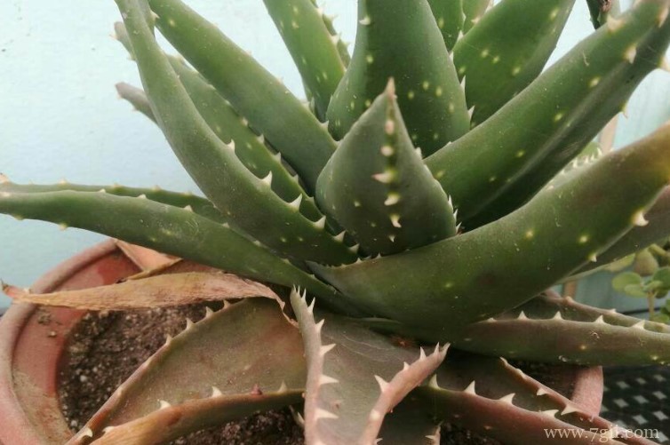 怎么给芦荟浇水？怎么判断芦荟缺水？