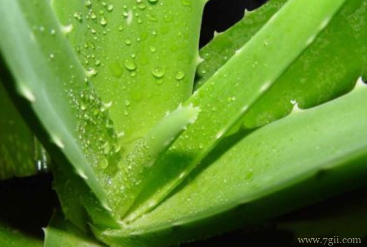 怎么给芦荟浇水？怎么判断芦荟缺水？