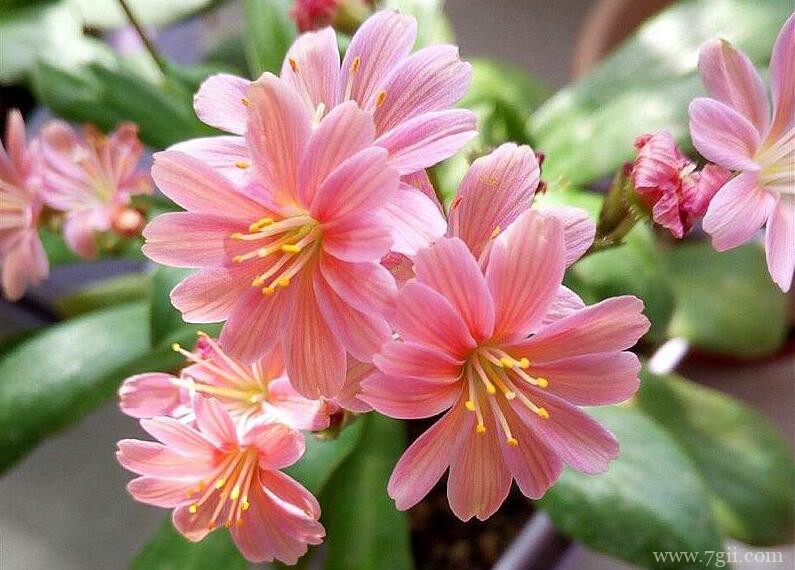 露薇花怎么养殖？养殖露薇花需要注意什么？