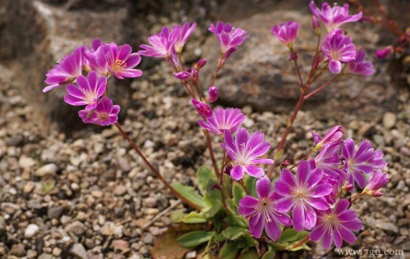 露薇花怎么养殖？养殖露薇花需要注意什么？