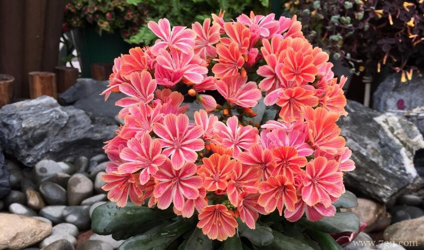 露薇花如何养护？