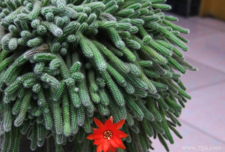 养殖仙人指的方法以及注意事项