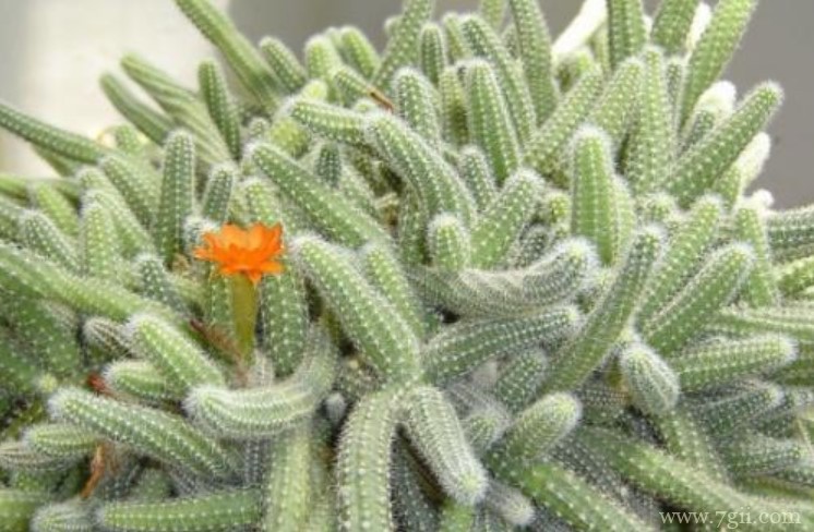 养殖仙人指的方法以及注意事项