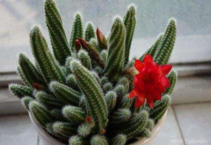 养殖仙人指的方法以及注意事项