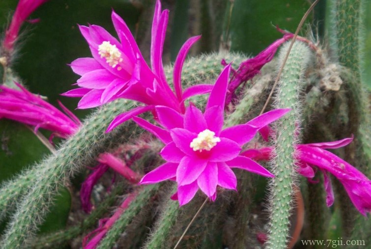 仙人指会开花吗？仙人指不开花的原因及解决方法