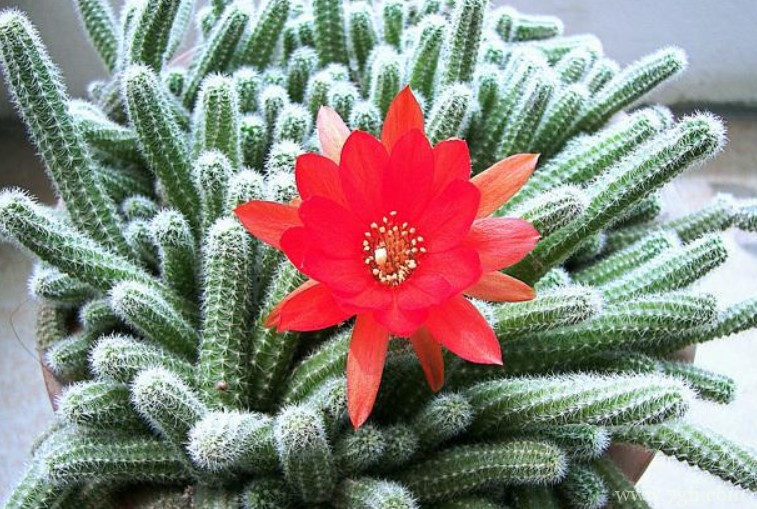 仙人指会开花吗？仙人指不开花的原因及解决方法