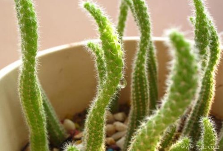 仙人指变细了怎么办？