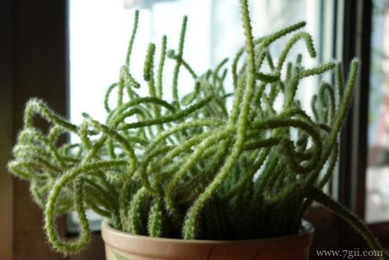 仙人指变细了怎么办？