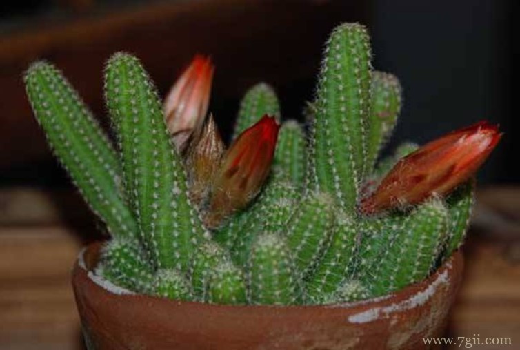 仙人指变细了怎么办？