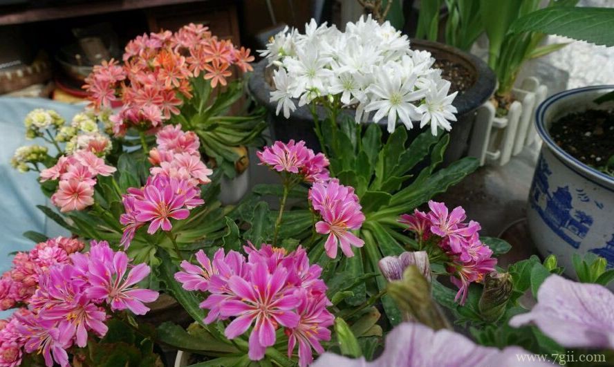 盆栽露薇花怎么养殖？露薇花的盆栽养殖方法