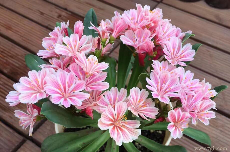 盆栽露薇花怎么养殖？露薇花的盆栽养殖方法