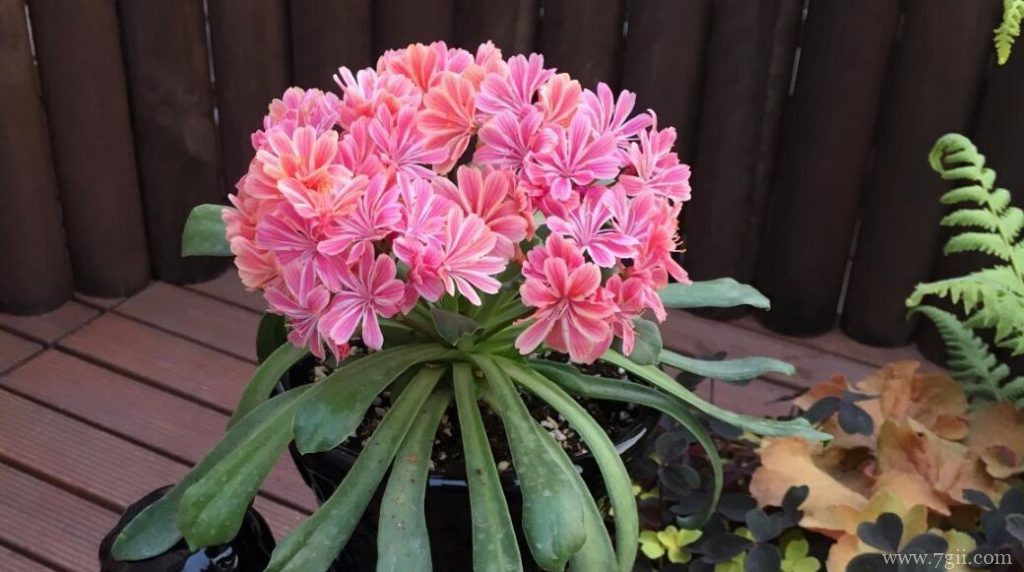 盆栽露薇花怎么养殖？露薇花的盆栽养殖方法