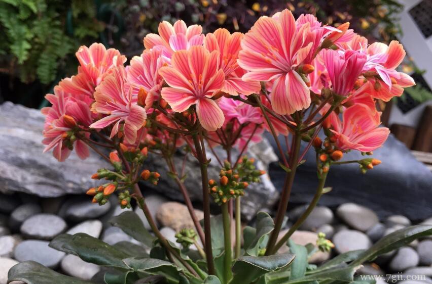 盆栽露薇花怎么养殖？露薇花的盆栽养殖方法