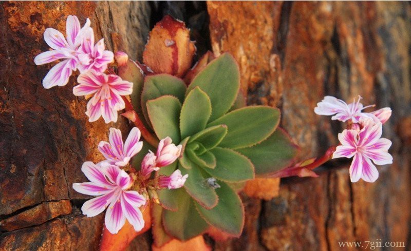 露薇花的盆栽养殖方法和技巧