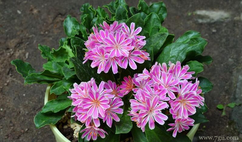 盆栽露薇花怎么养爆盆？从这4个方面入手，轻松爆盆。