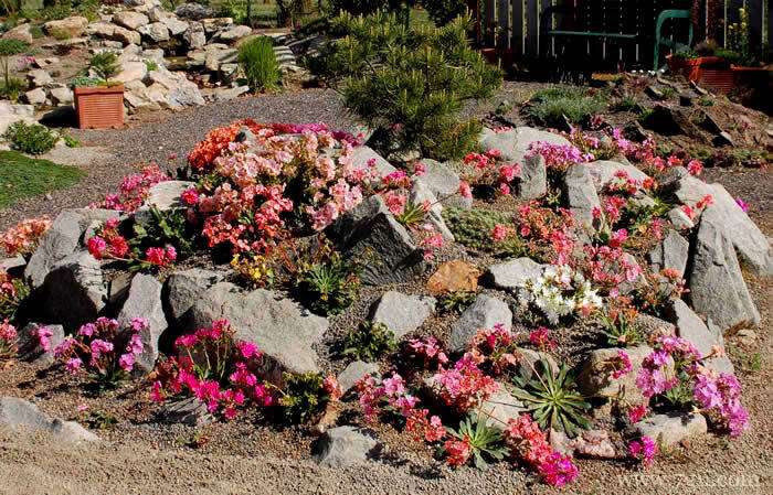 露薇花怎么养更美观？