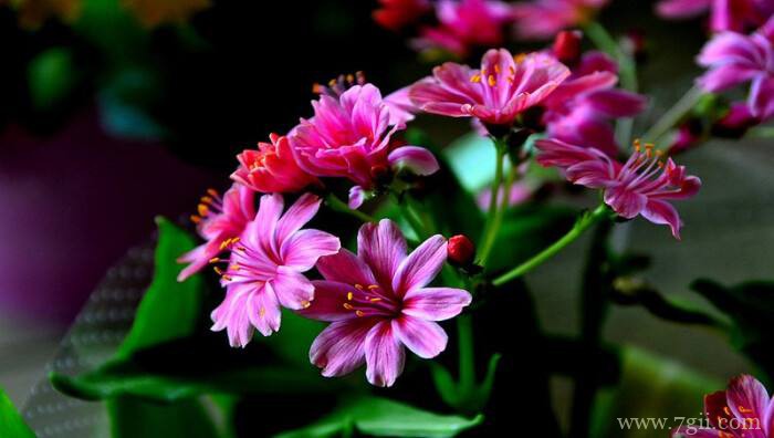 露薇花怎么养更美观？