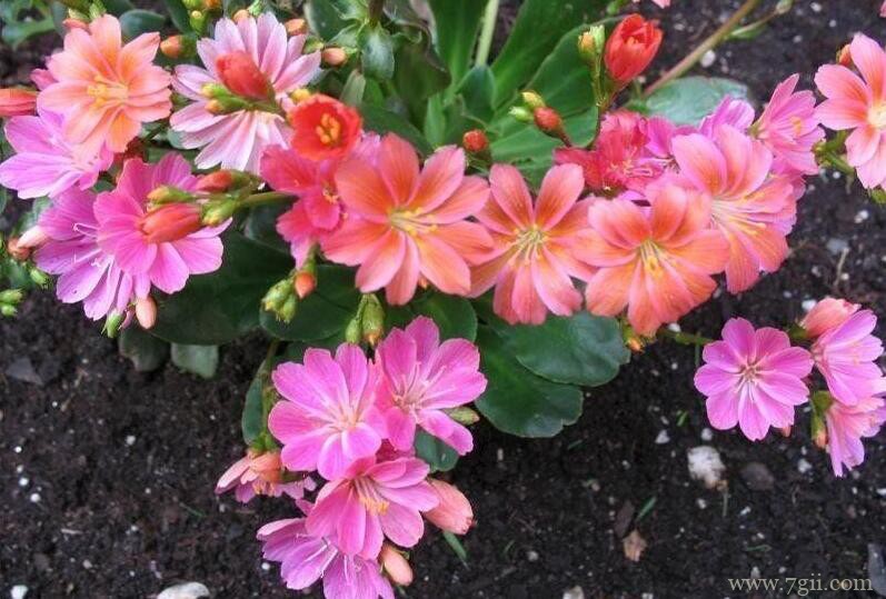 如何让露薇花花期盛开呢？