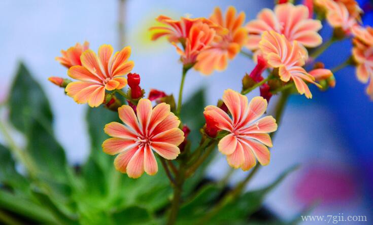 露薇花如何繁殖？