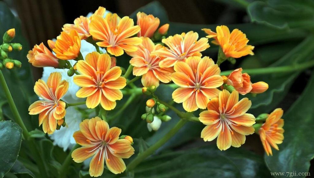 露薇花怎么养？露薇花的种植养护方法