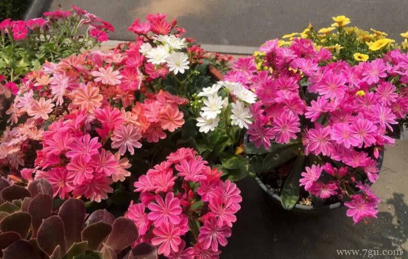 露薇花怎么养殖？注意以下4点，轻松爆盆。